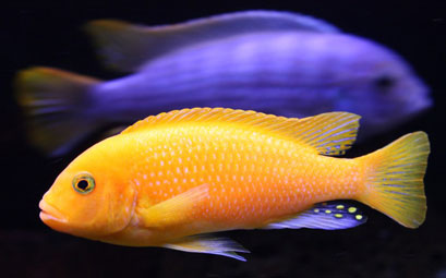 Akvaryum Hobisi