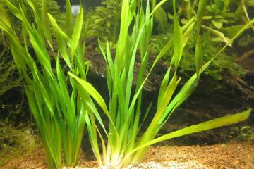Vallisneria Torta Bitkisi