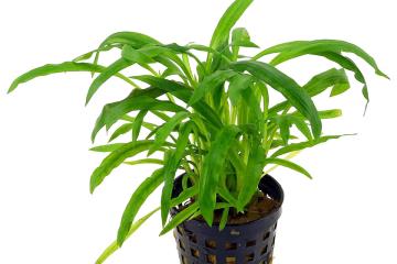 Cryptocoryne Albida Bitkisi