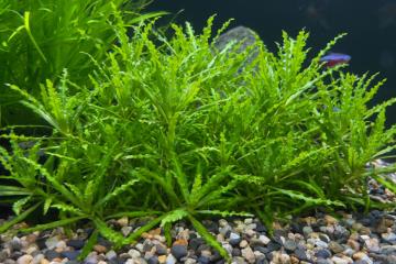 Pogostemon Helferi Bitkisi