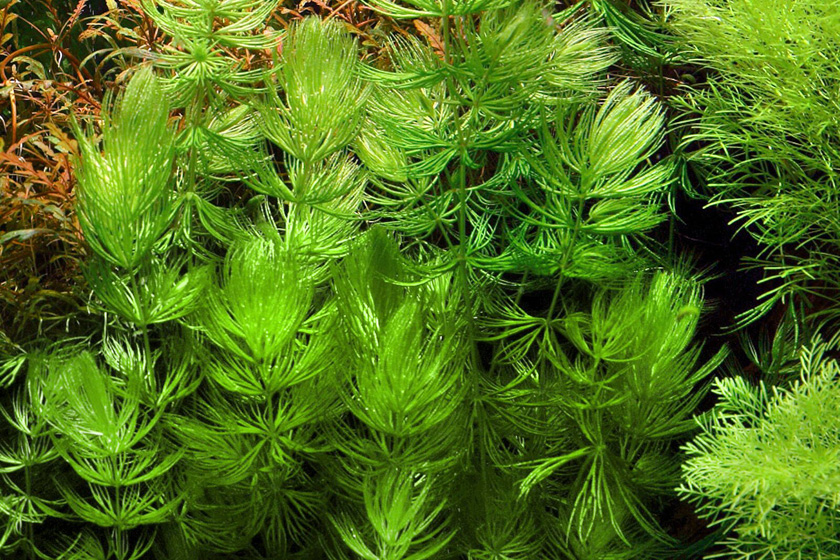Ceratophyllum Demersum Bitkisi