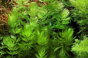 Ceratophyllum Demersum Bitkisi