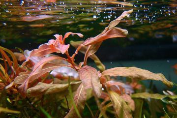 Ludwigia Inclinata Bitkisi