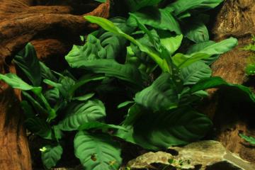Anubias Barteri Var. Coffeefolia Bitkisi