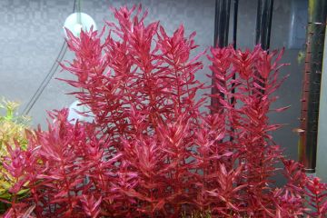 Rotala Macrandra Variegated Bitkisi