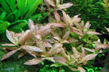 Hygrophila Polysperma Rosanervig Bitkisi