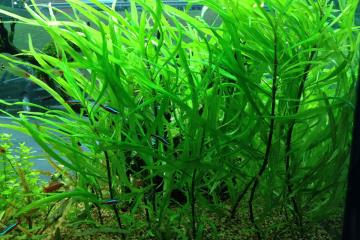 Hygrophila Corymbosa Angustifolia Bitkisi