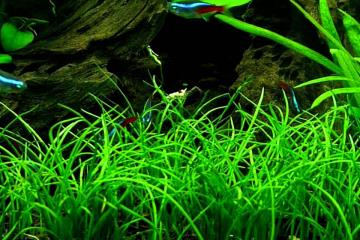 Lilaeopsis Mauritiana Bitkisi
