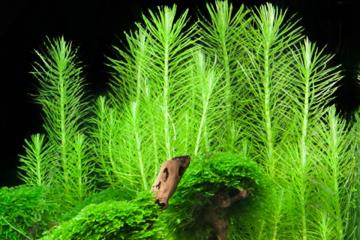 Pogostemon Erectus Bitkisi