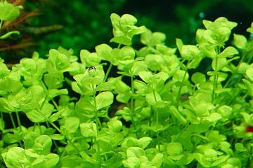 Micranthemum Umbrosum Bitkisi