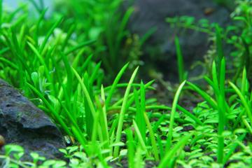 Littorella Uniflora Bitkisi