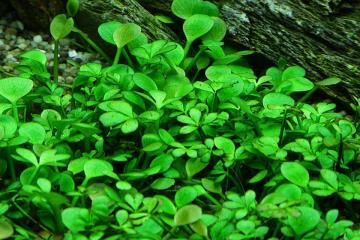 Marsilea Hirsuta Bitkisi