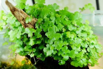 Hydrocotyle Tripartita Bitkisi