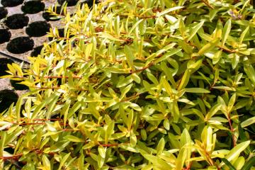 Ammannia Pedicellata Bitkisi