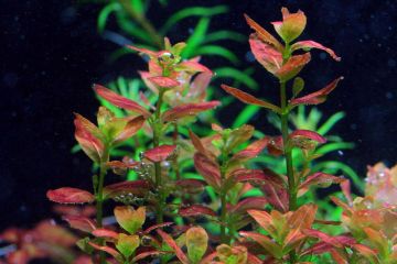Cuphea Anagalloidea - Rotala Araguaia Bitkisi