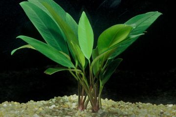 Anubias Afzelii Bitkisi