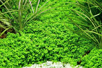 Hemianthus Callitrichoides Cuba Bitkisi