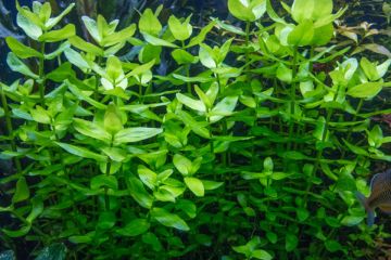 Bacopa Caroliniana Bitkisi