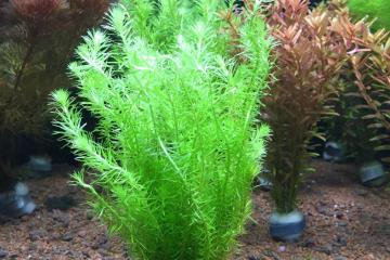 Mayaca Fluviatilis Bitkisi