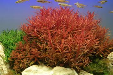 Ammannia Crassicaulis Bitkisi