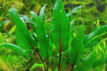 Cryptocoryne Beckettii Petchii Bitkisi