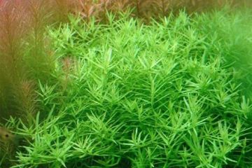 Rotala sp. Green Bitkisi
