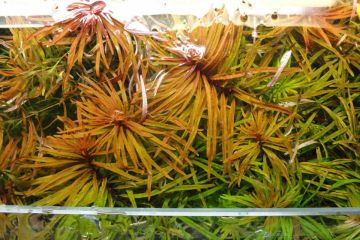 Ludwigia Inclinata Var. Verticillata Pantanal Bitkisi