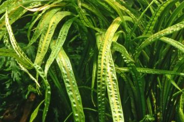Cryptocoryne crispatula var. 'Balansae'