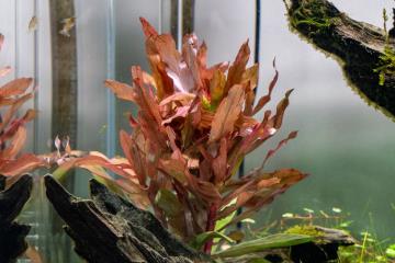 Ammannia Senegalensis Bitkisi