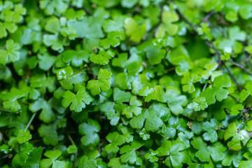 Hydrocotyle Sibthorpioides Bitkisi
