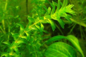 Elodea Canadensis Bitkisi