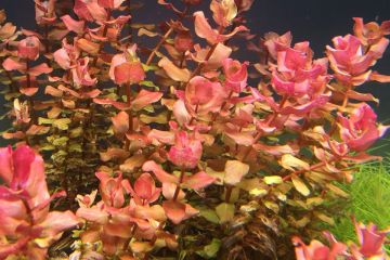 Rotala Macrandra Narrow Leaf Bitkisi