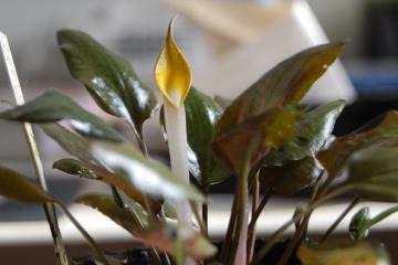 Cryptocoryne Cordata Var. Blassii Bitkisi