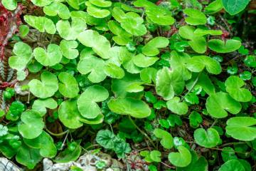 Hydrocotyle Leucocephala Bitkisi