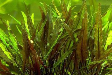 Cryptocoryne Undulata Bitkisi