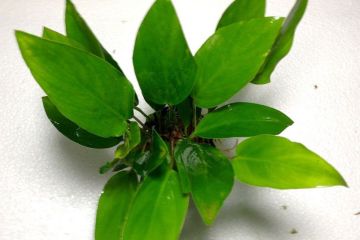 Anubias Hastifolia Bitkisi