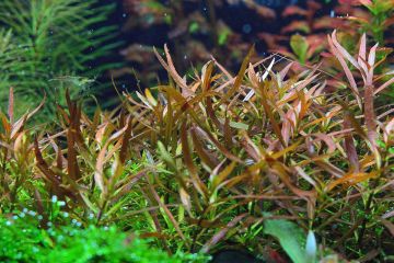 Ludwigia Brevipes Bitkisi