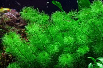 Myriophyllum Aquatum Bitkisi