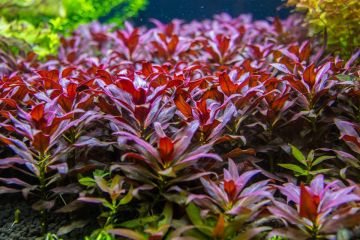Ludwigia Glandulosa Bitkisi