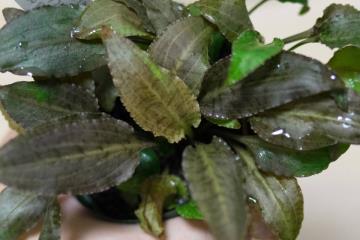 Cryptocoryne Alba Bitkisi