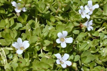 Bacopa Monnieri Bitkisi