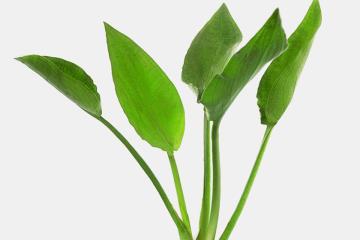 Cryptocoryne Pontederiifolia Bitkisi