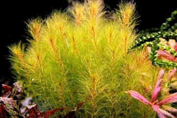 Myriophyllum Mezianum Bitkisi