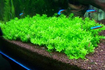 Hemianthus Micranthemoides Bitkisi