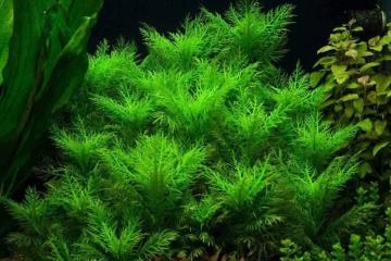 Hygrophila Balsamica Bitkisi