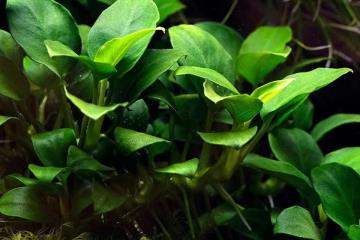 Anubias Barteri Var. Nana Bitkisi