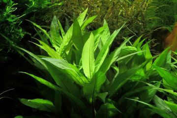Hygrophila Corymbosa - Limon Bitkisi