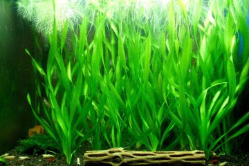 Vallisneria Spiralis - Saz Bitkisi