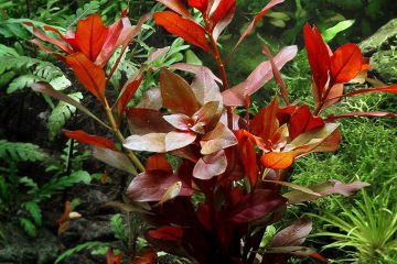 Ludwigia Repens Rubin Bitkisi