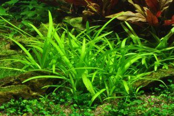 Sagittaria Subulata Bitkisi